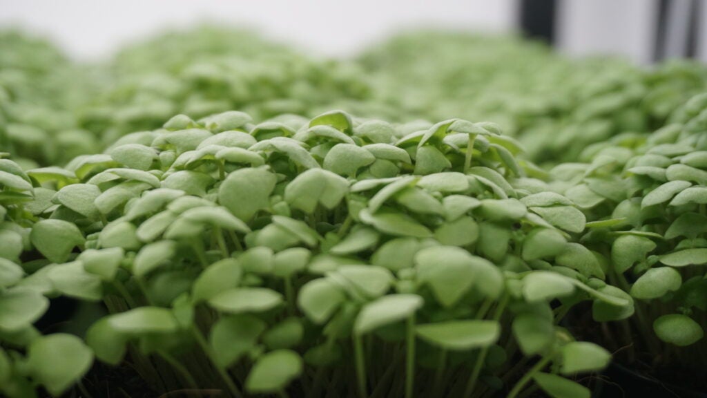 Basil Microgreens