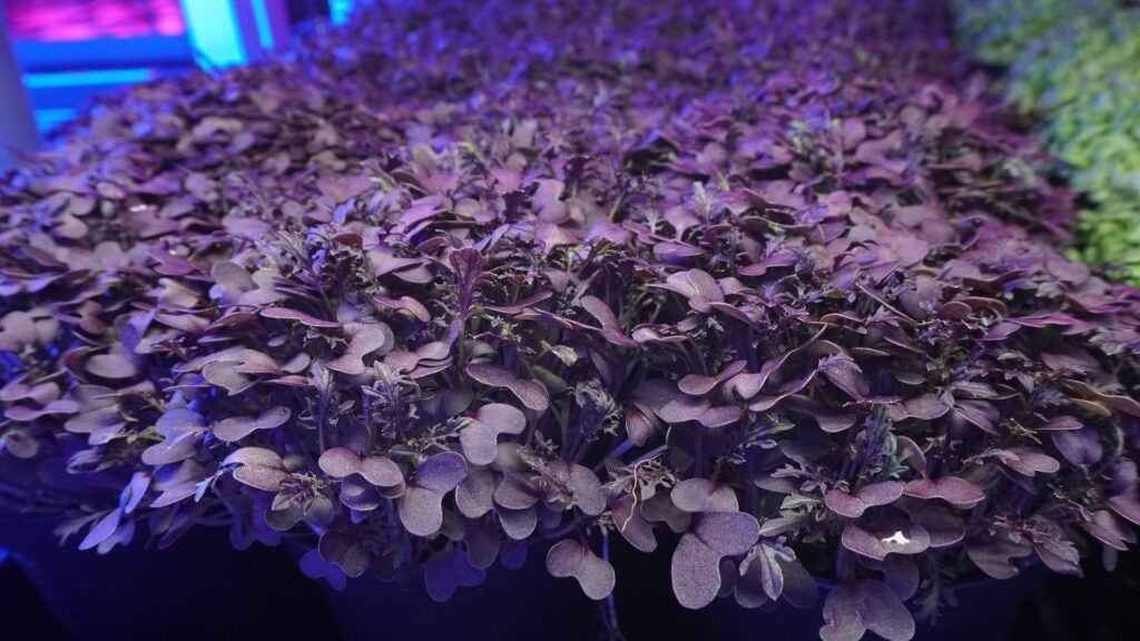 Scarlet Frills Mustard Microgreens