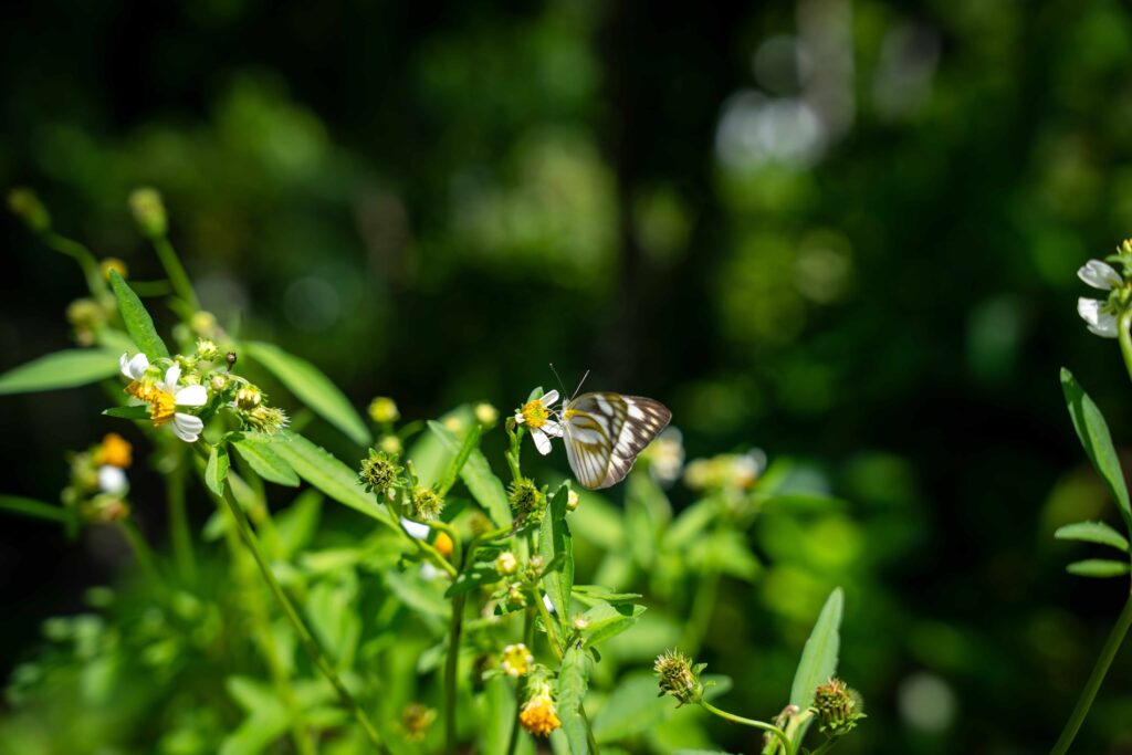 The Edible Garden City is filled with edible flowers and various plants.