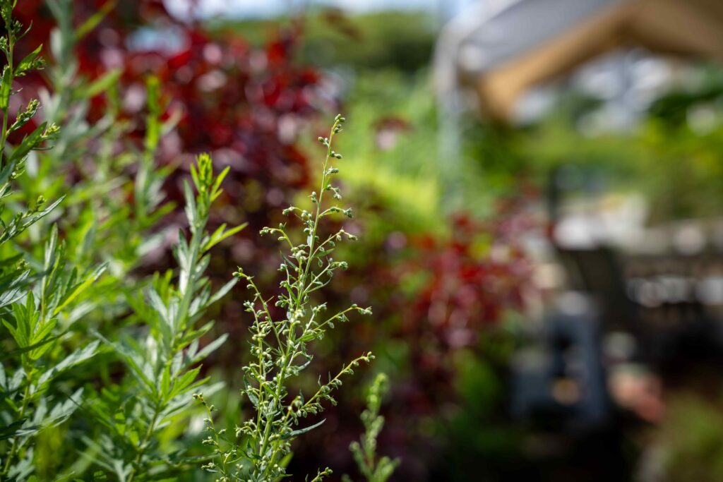 The Edible Garden City is filled with edible flowers and various plants.