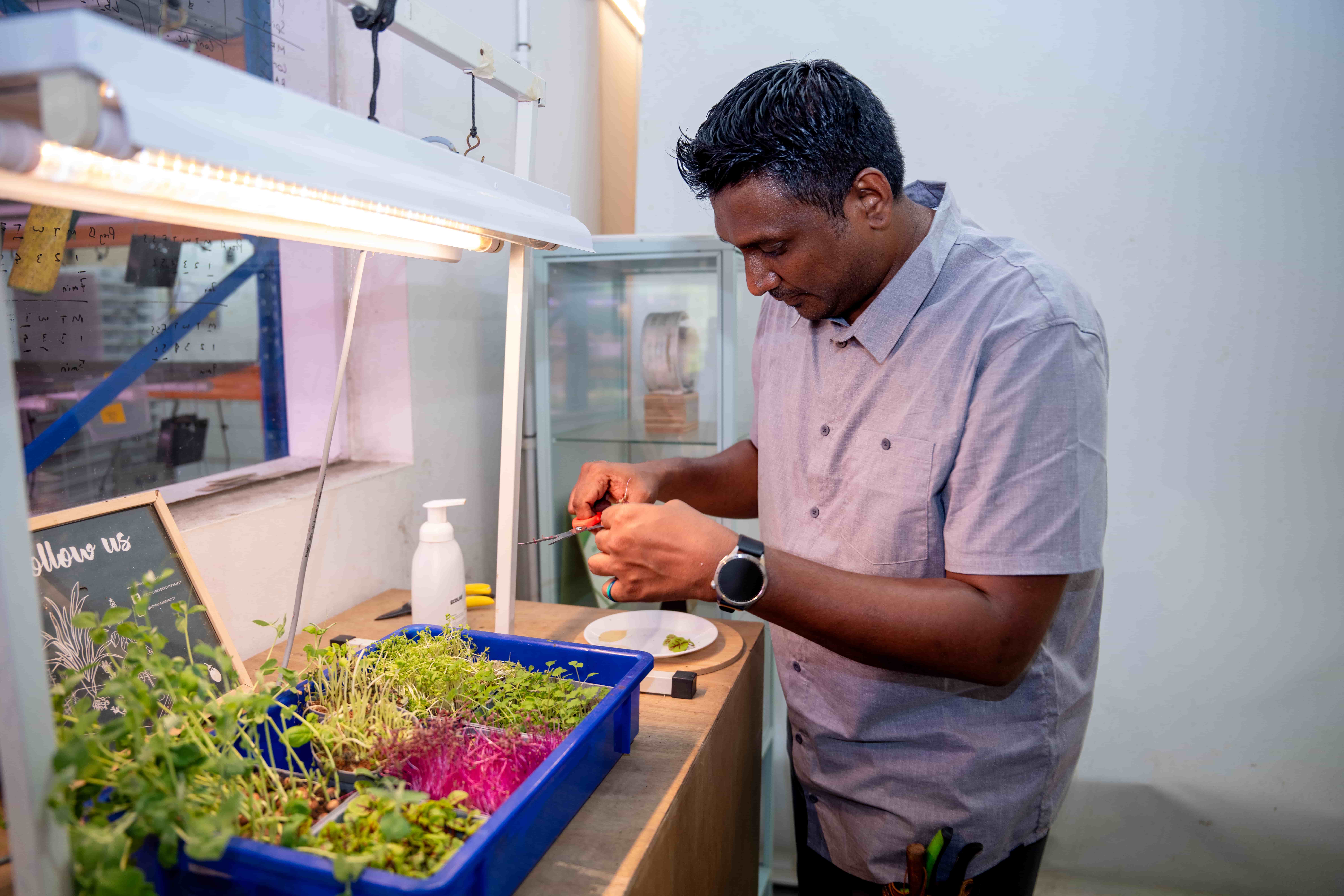 Edible Garden City supplies fresh herbs, edible flowers, and vegetables such as microgreens to food and beverage outlets, as well as to families through their Citizen Box programme.