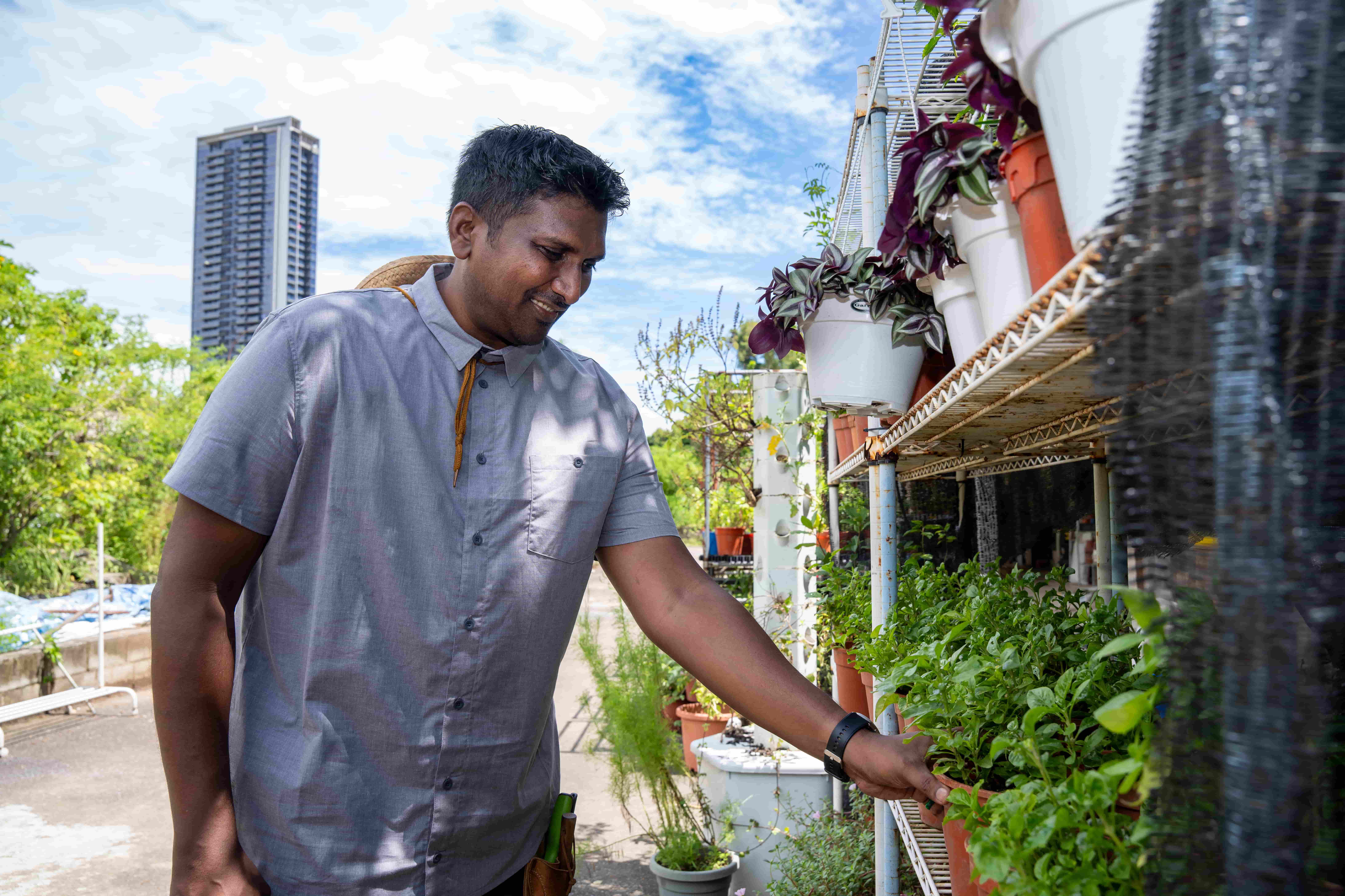 Edible Garden City also design, build and maintain food gardens in Singapore