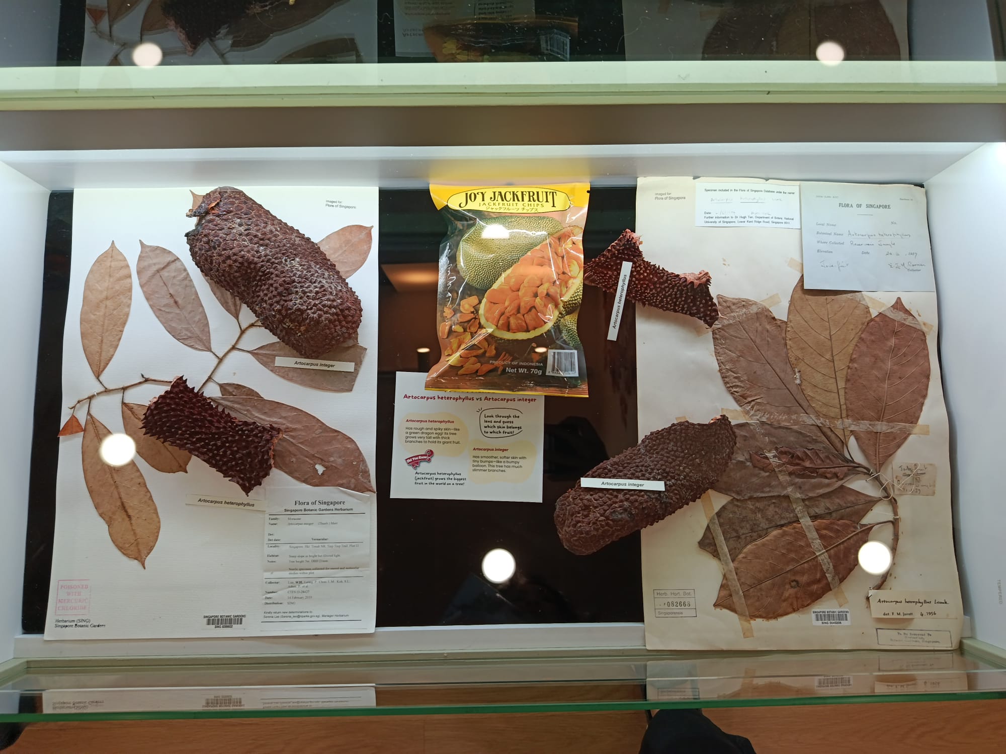 Exhibition Display by Singapore Herbarium.