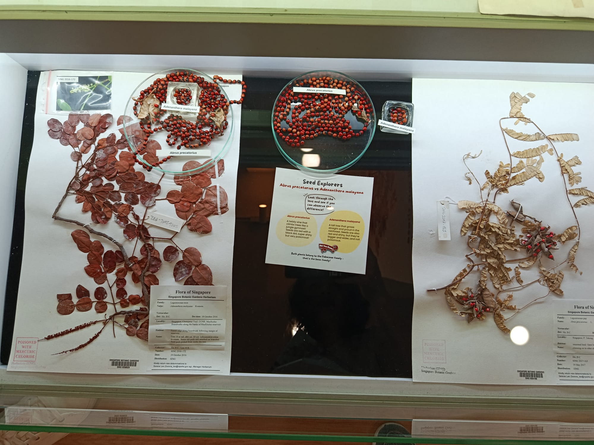 Exhibition Display by Singapore Herbarium.