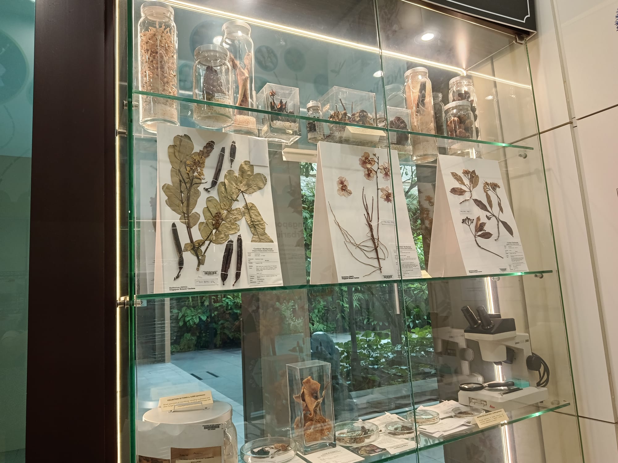 Exhibition Display by Singapore Herbarium.